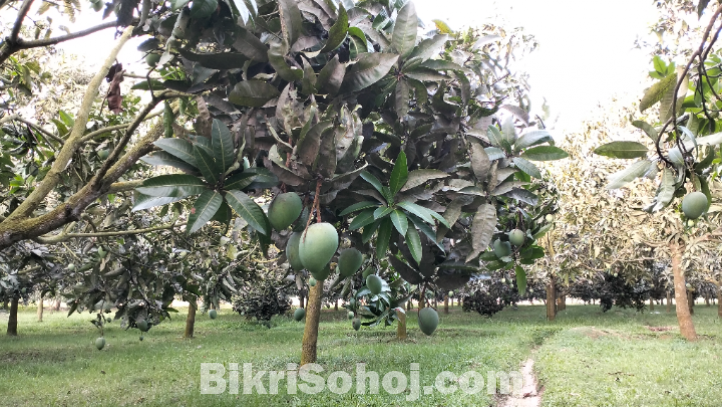 রংপুর জেলার পদাগঞ্জ বাজারের লাল মাটির হাঁড়িভাঙ্গা আম।